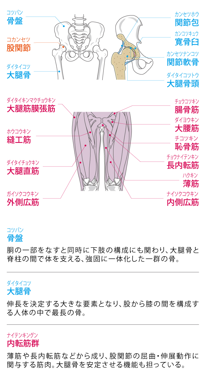 股関節周りの筋肉を解剖！硬い理由と痛みを防ぐ2026最新ケア