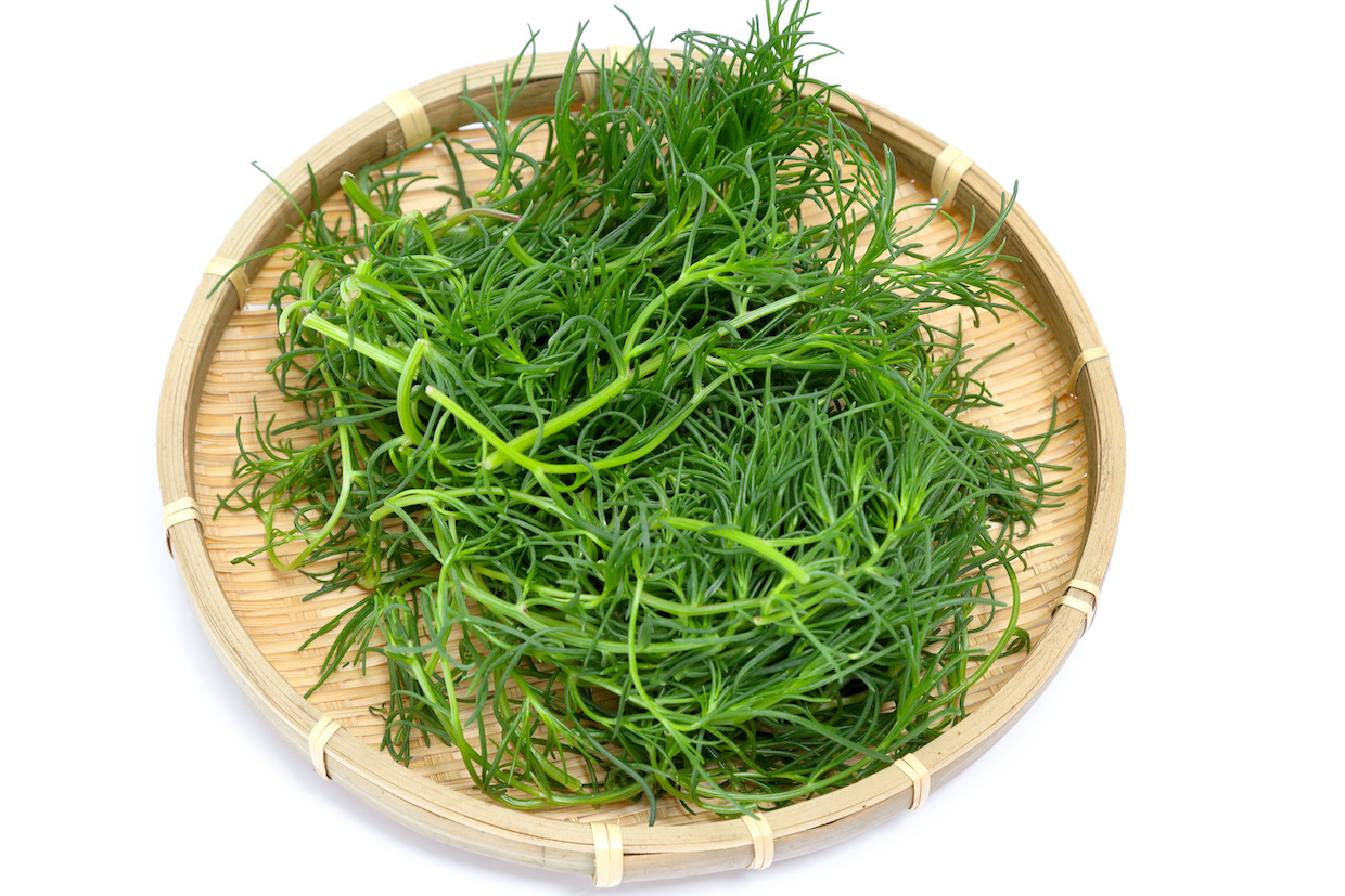 おかひじきとは海藻？畑の緑黄色野菜の栄養と極上レシピ・下処理術