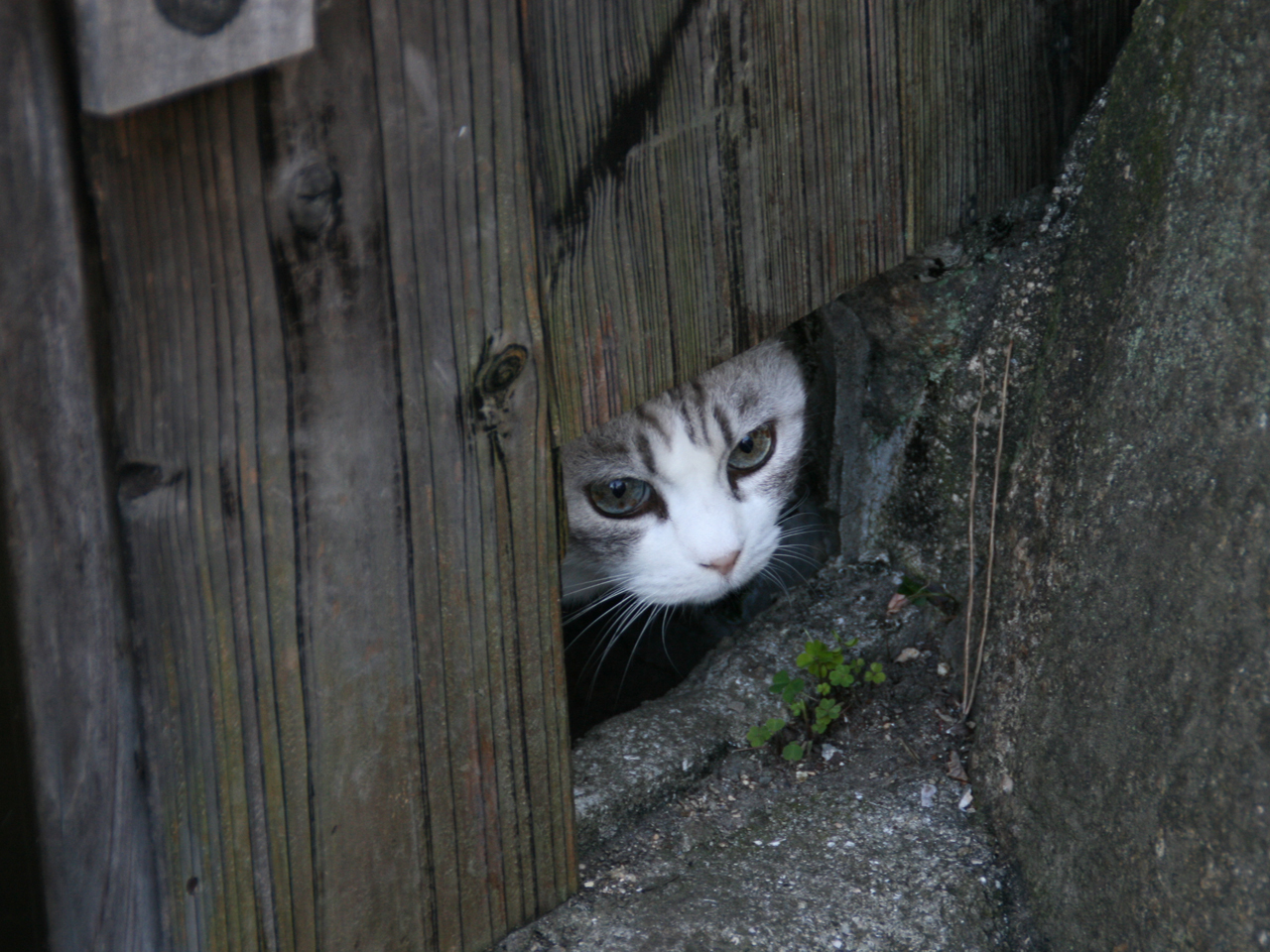 尾道・猫の細道完全ガイド！福石猫の秘密と本物の猫に出会う最新ルート