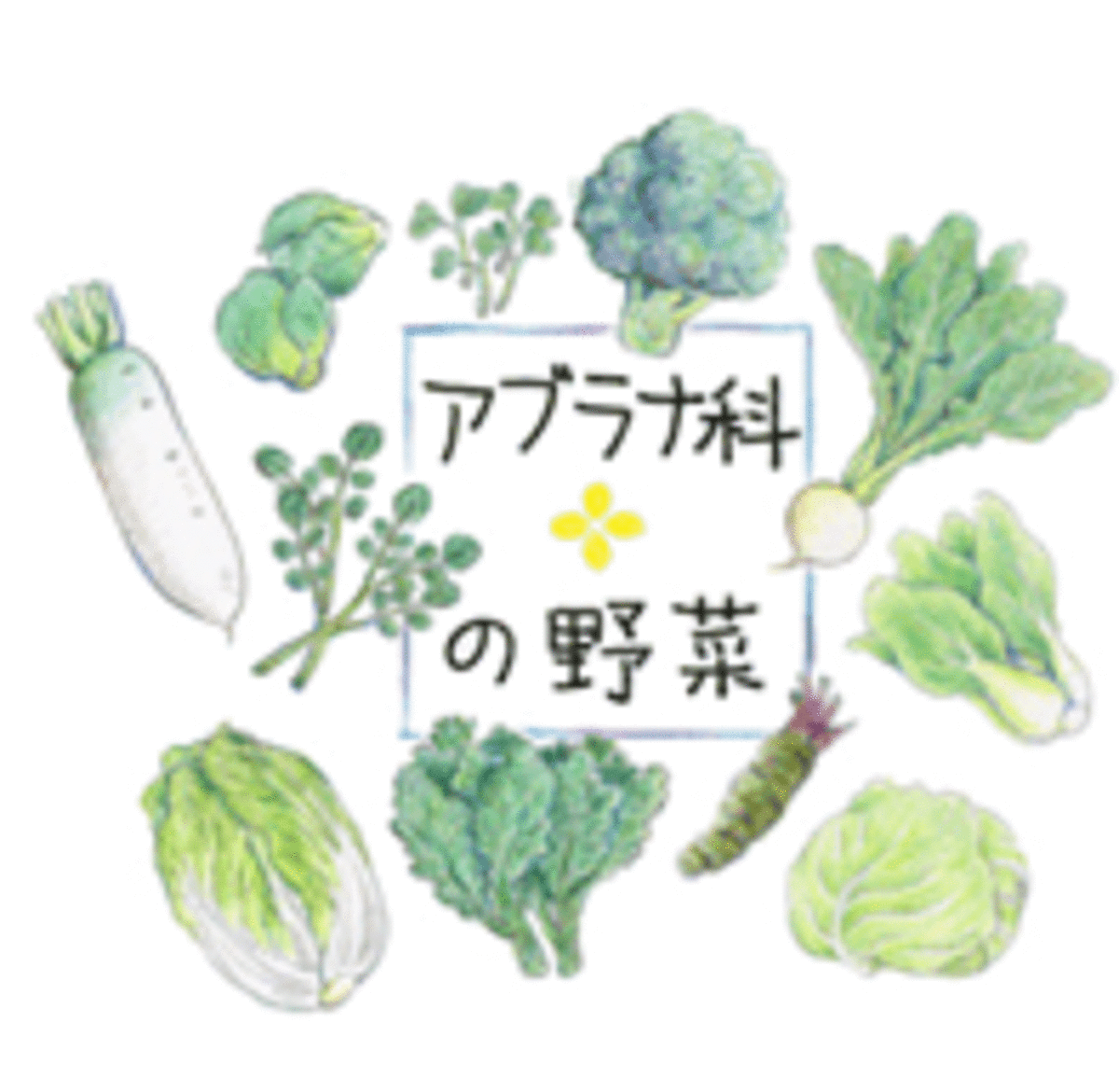大根やワサビも？アブラナ科野菜の健康効果と損しない食べ方の真相