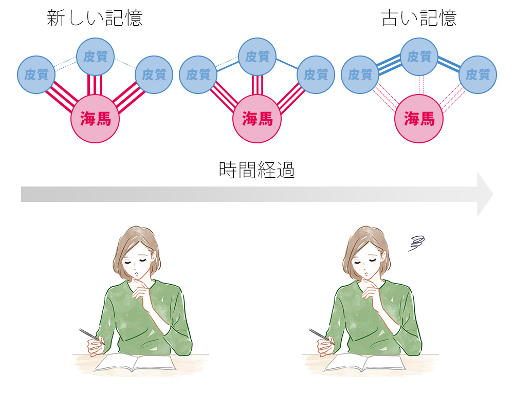 睡眠学習とは？嘘か本当か脳科学が暴く記憶定着の真相と正しい実践法