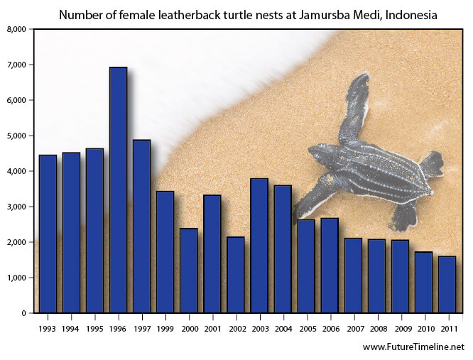 How Many Turtles Are Left in the World