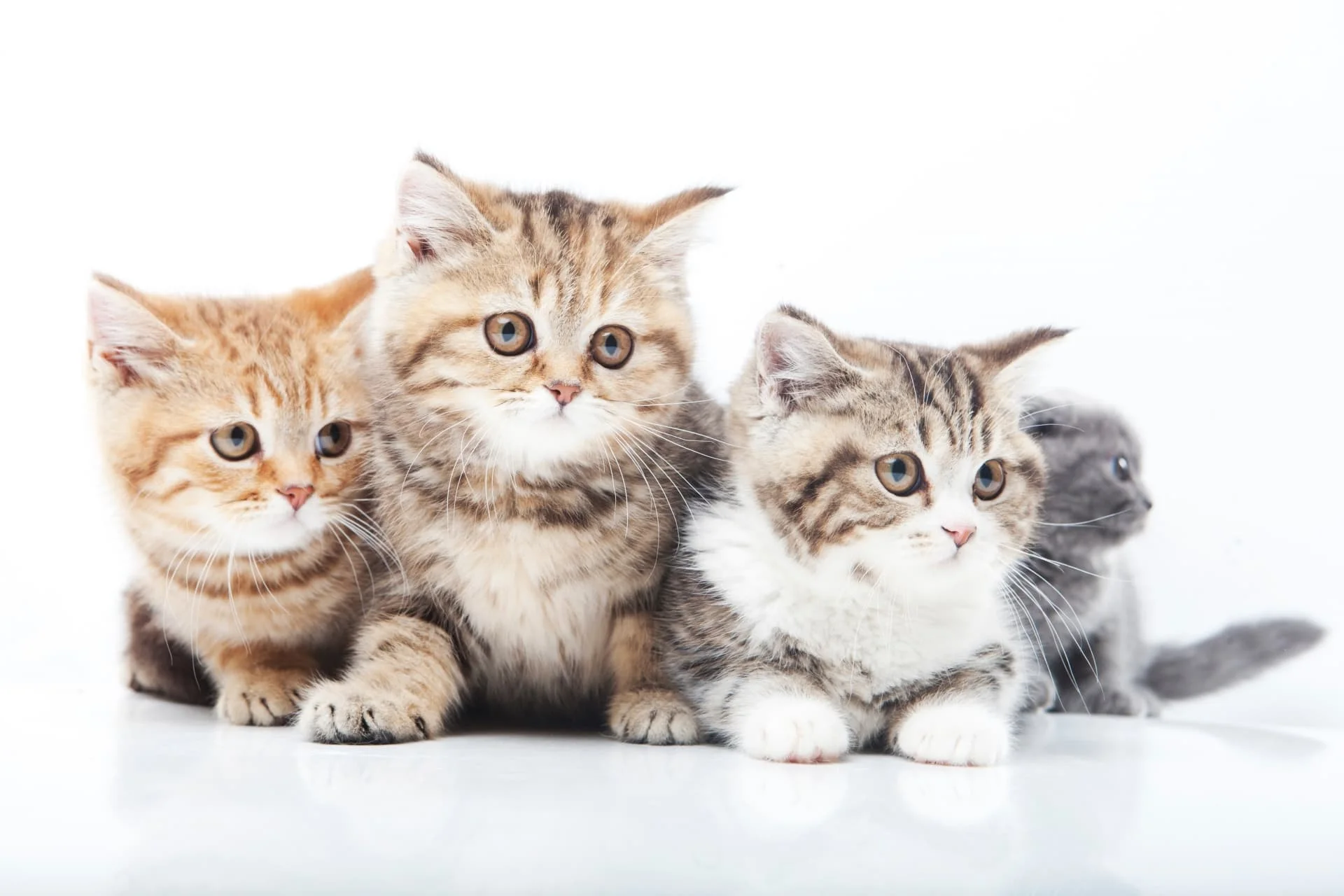 大人になっても小さい猫の種類とは？人気種の寿命・相場と選び方