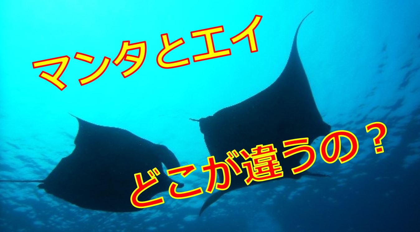 マンタとエイの違いとは？毒針や口の位置で見分ける決定打と生態の真実