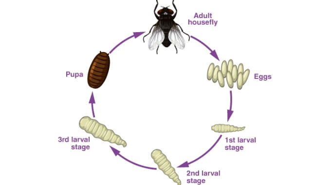 What Do Maggots Turn Into