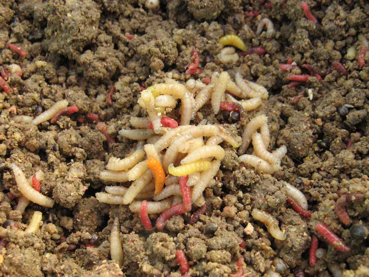 Big Maggots in Soil