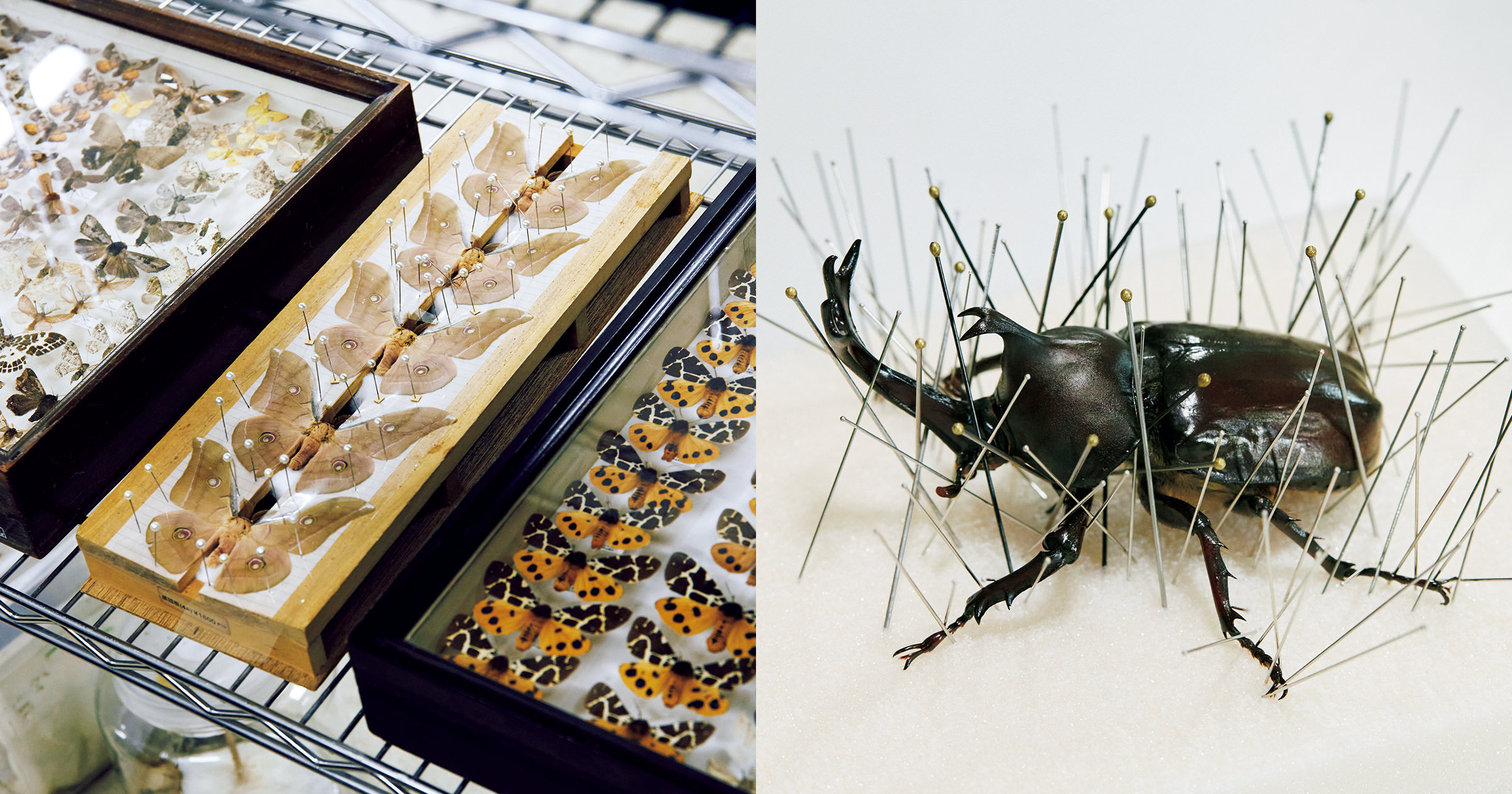 100均で簡単！失敗しない昆虫標本の作り方と美しく残す保存の極意