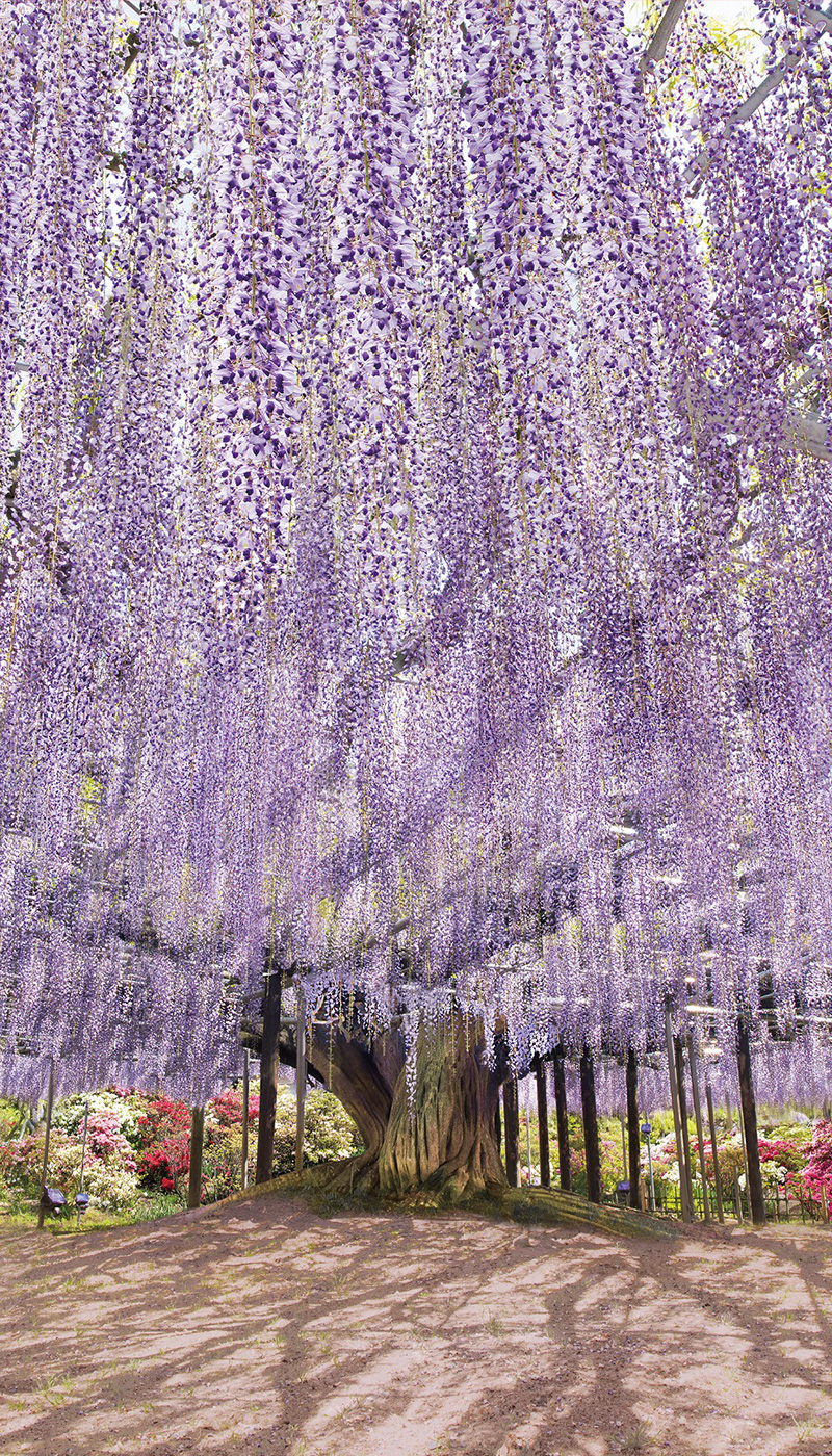 あしかがフラワーパーク開花と混雑の真相｜入園料変動と2026年最新攻略法