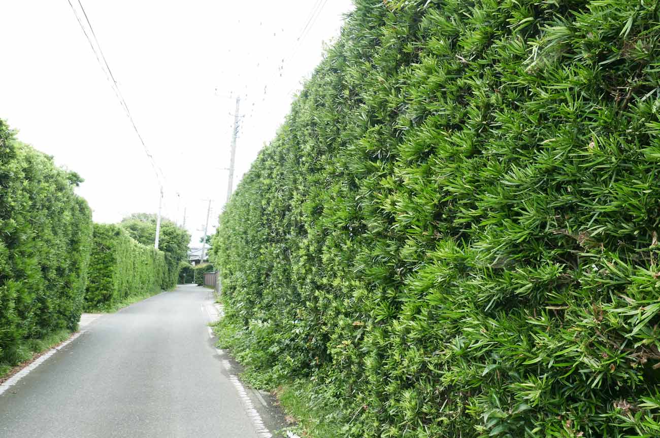 マキの木はなぜ縁起が良い？失敗しない育て方と剪定・害虫対策の真実