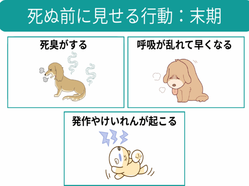 犬が老衰で死ぬ間際のサインと呼吸の変化｜後悔しない看取りの全記録