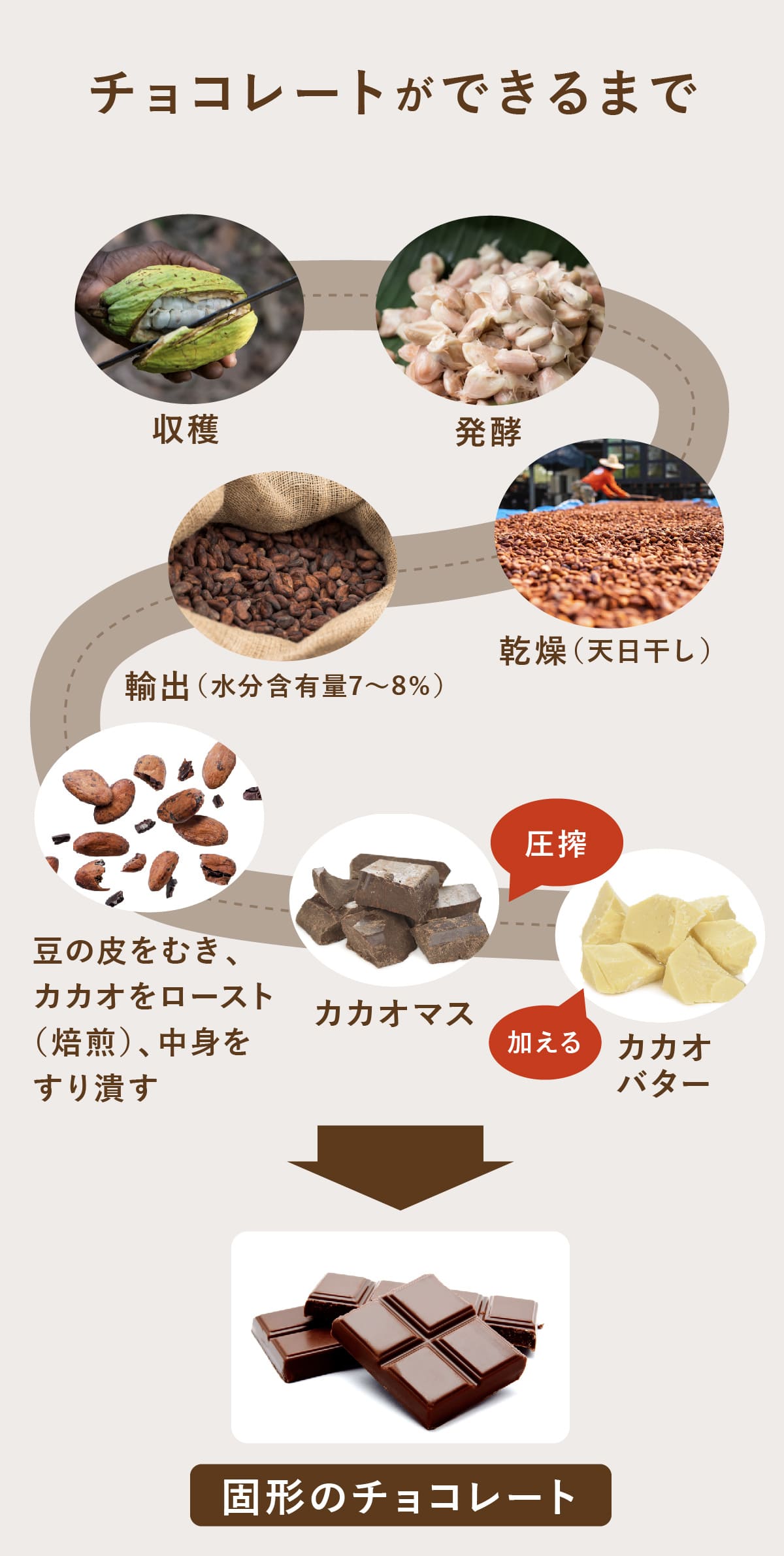 カカオからチョコになるまで全工程！発酵の秘密と失敗しない作り方