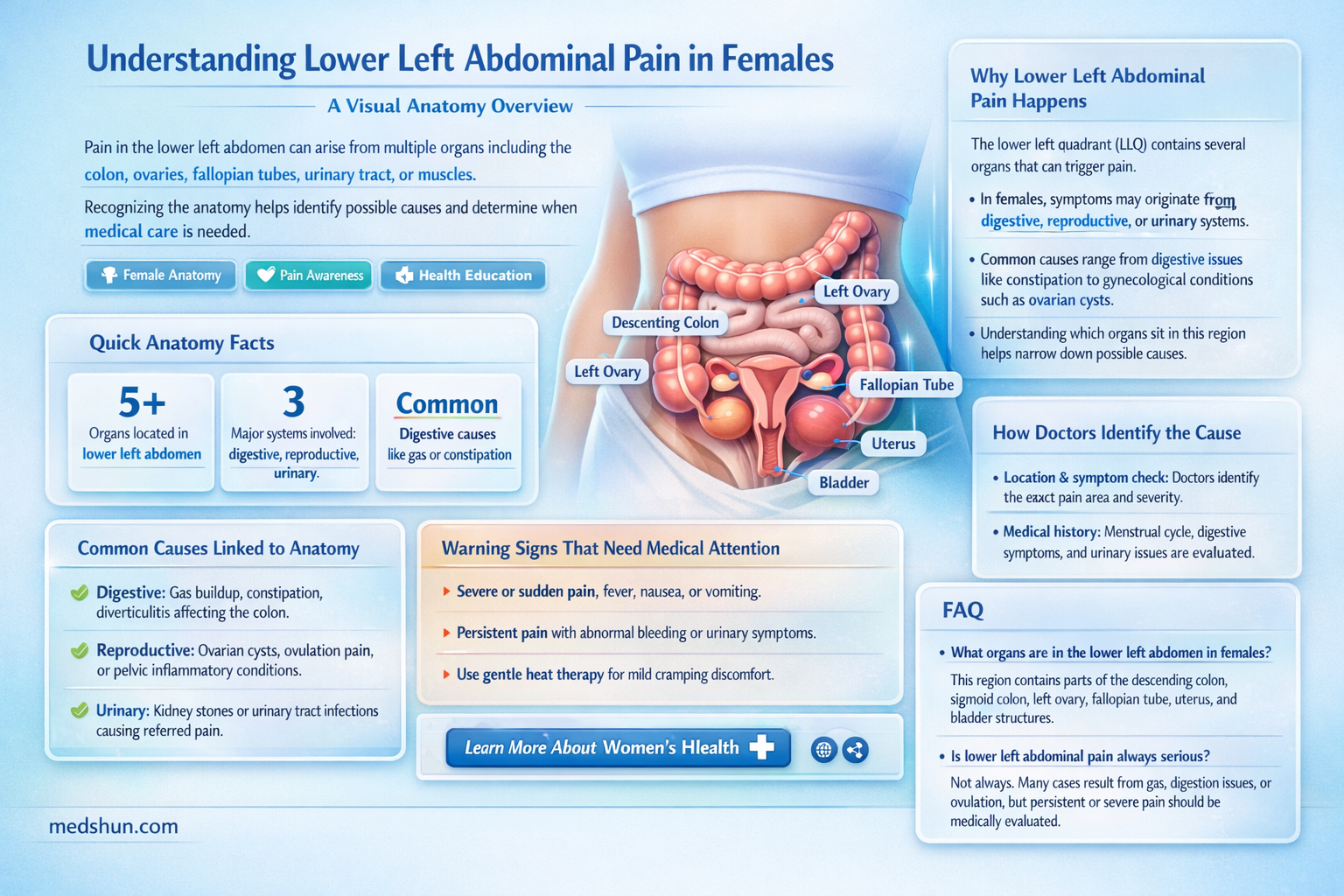 What Organs Are on Your Lower Left Side Female