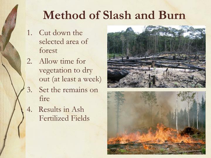 Definition of Slash and Burn