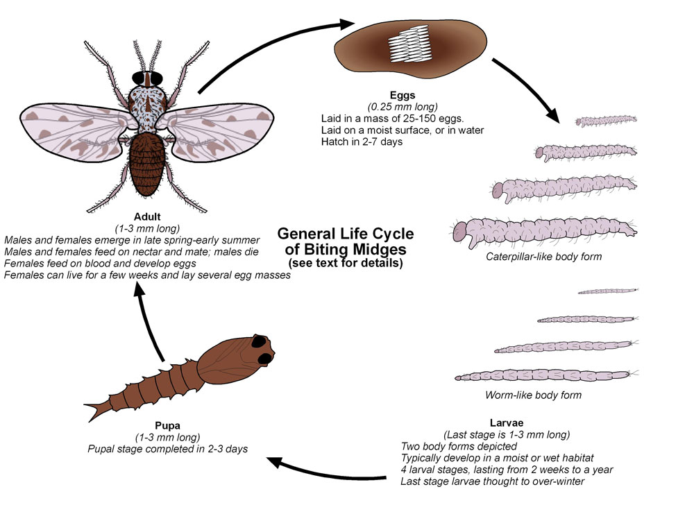 How Long Do Midge Bites Last