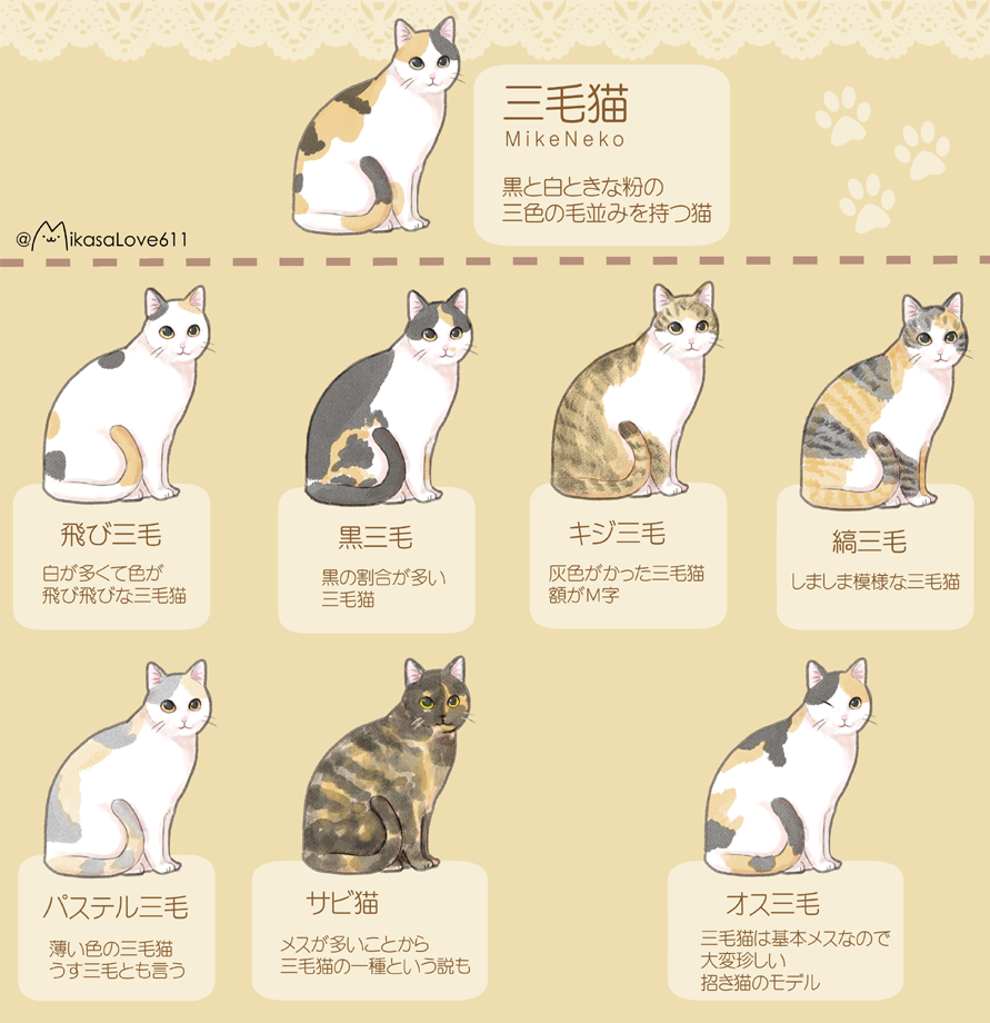 三毛猫のオスが数万分の1の真相！遺伝子の謎と超希少な奇跡を徹底解剖