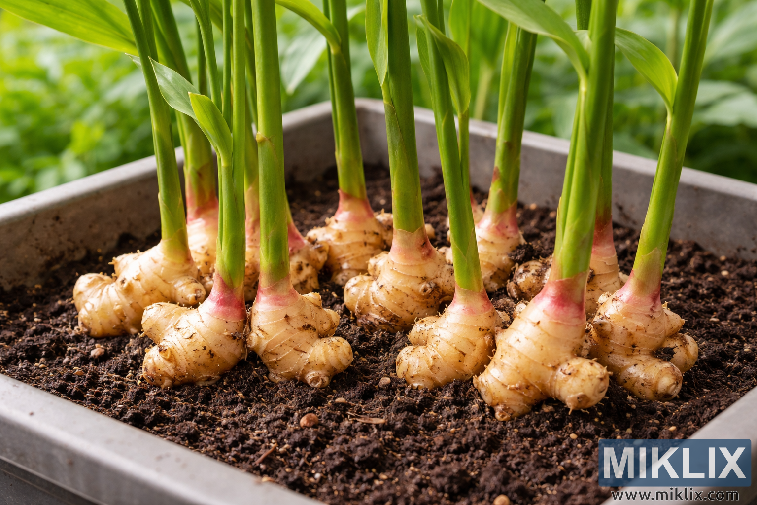 Can You Grow Ginger in Uk
