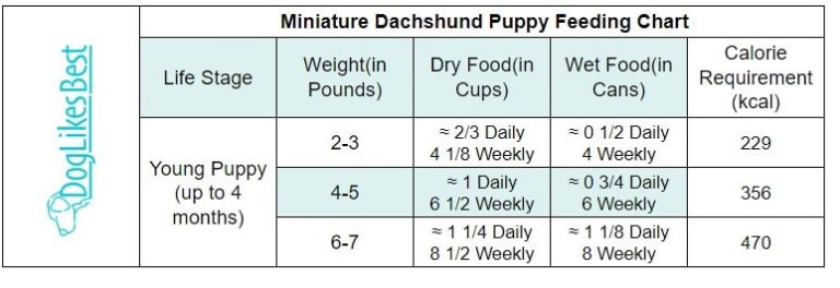 How Much Food Should a Miniature Dachshund Eat