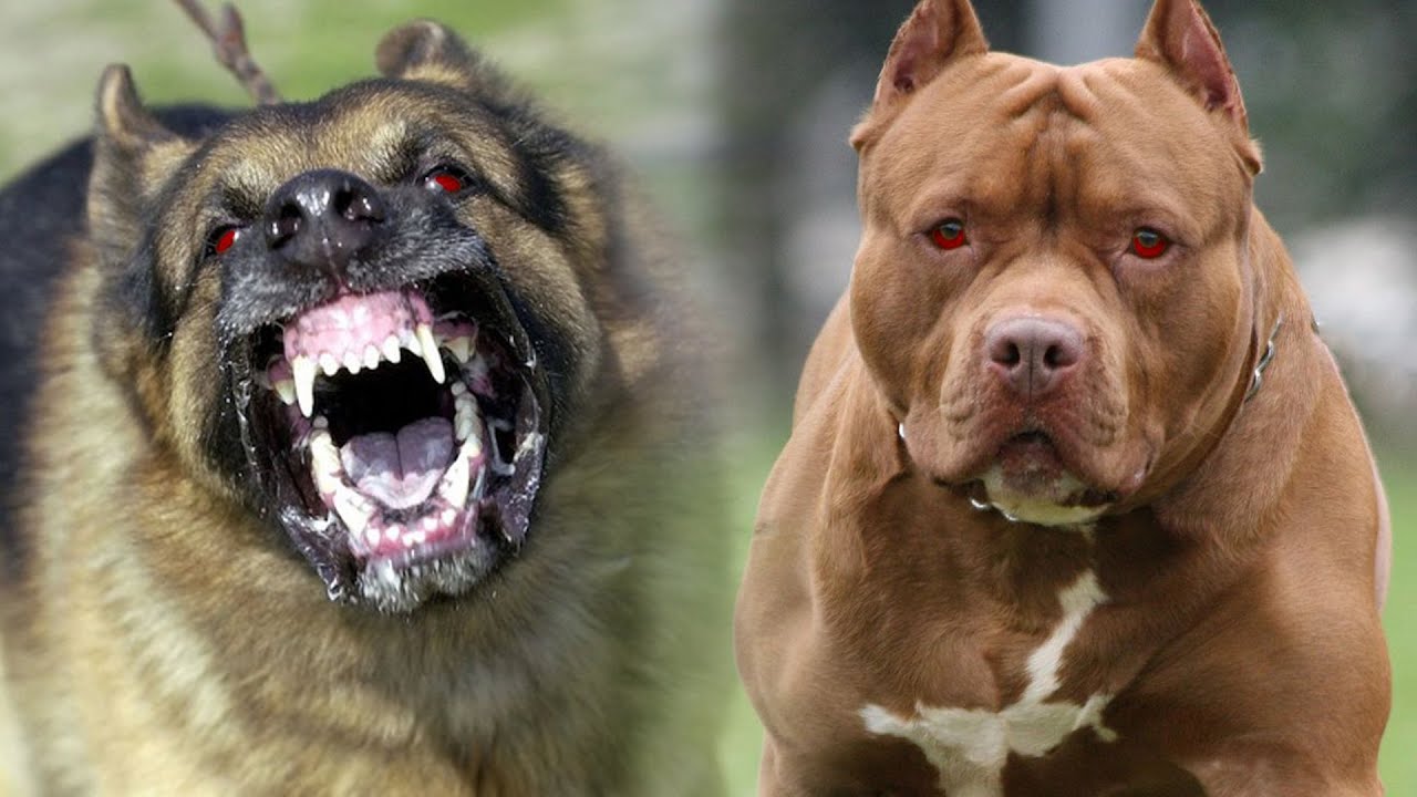 What Is the Most Dangerous Dog in the World