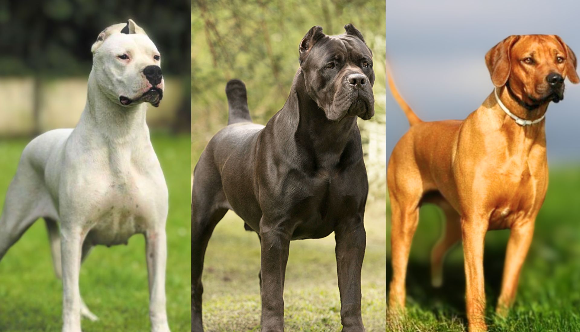 3 Most Dangerous Dogs in the World