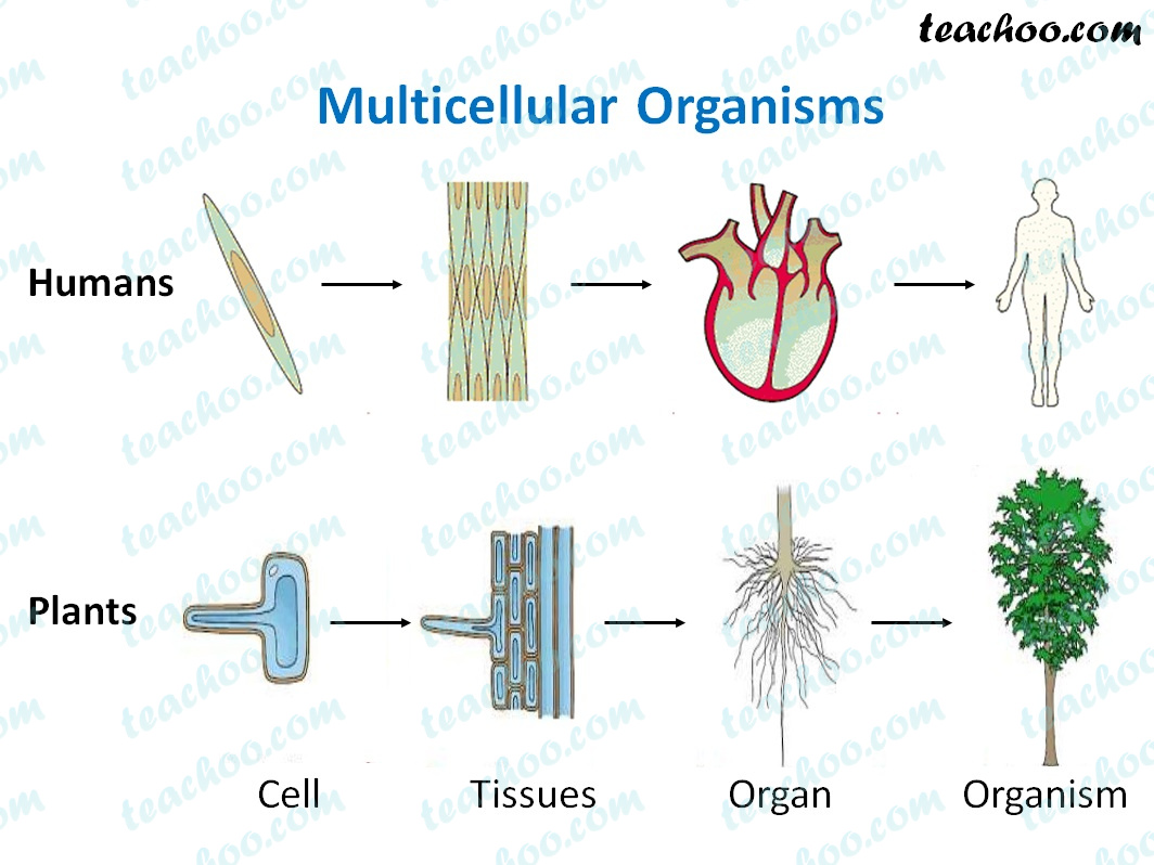 Example of Multicellular Organisms