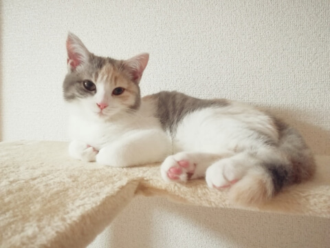 【徹底調査】 小さい 猫 種類 2026年最新芸能速報 #801
