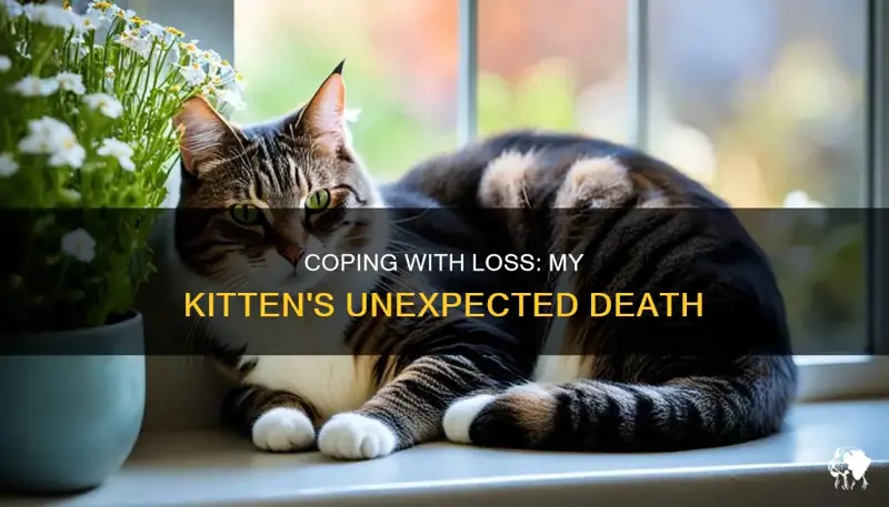 What Do I Do If My Cat Dies at Home
