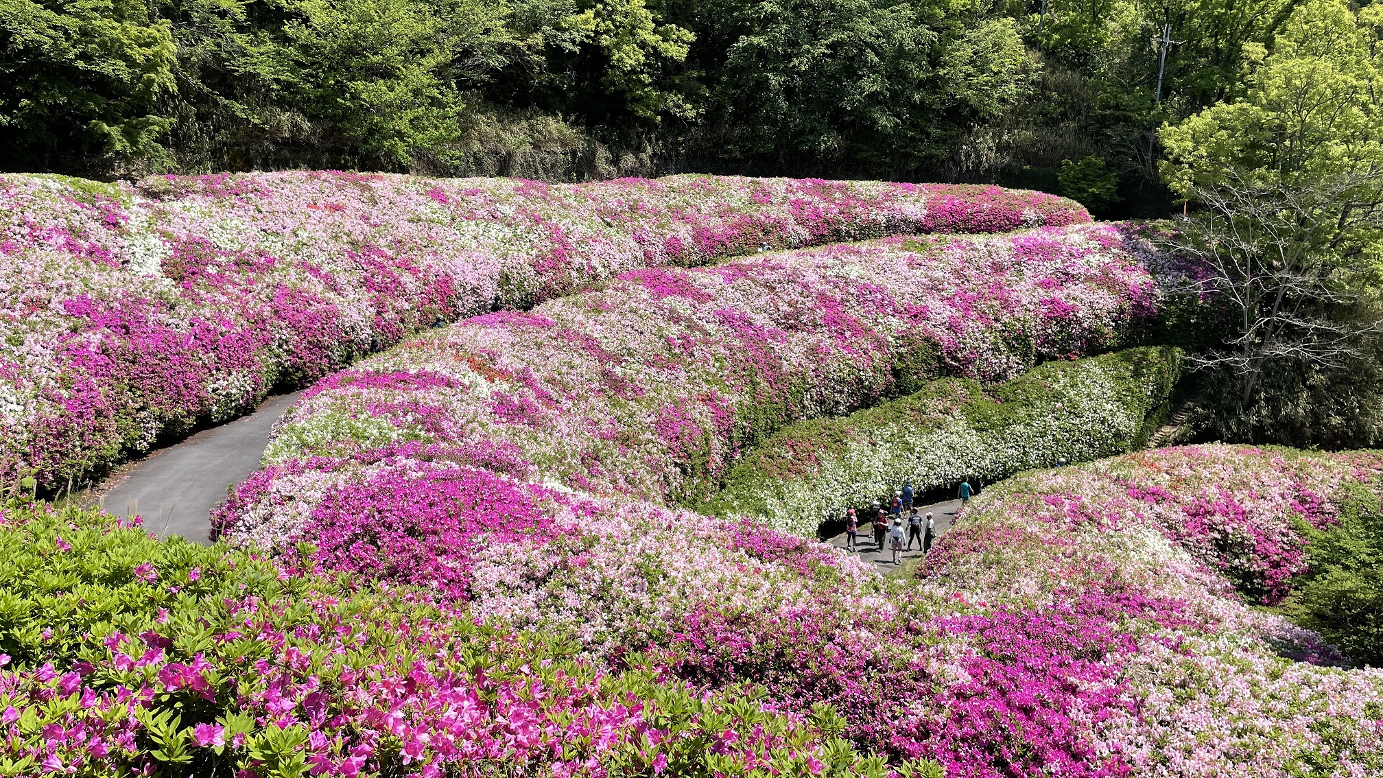 なるかわ園地つつじ園2026！見頃と圧巻ロールの開花・混雑完全攻略