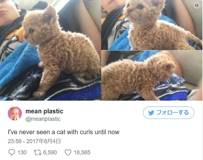 羊のような巻き毛の猫の秘密！人気種や値段と飼育のコツ徹底解説