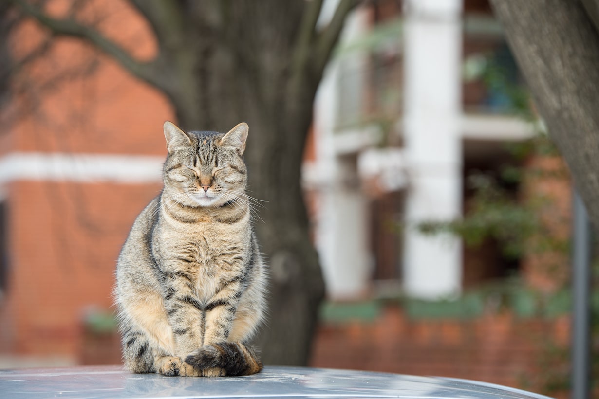 猫の座り方で暴く愛猫の本音と病気サイン！香箱やスコ座りの真実