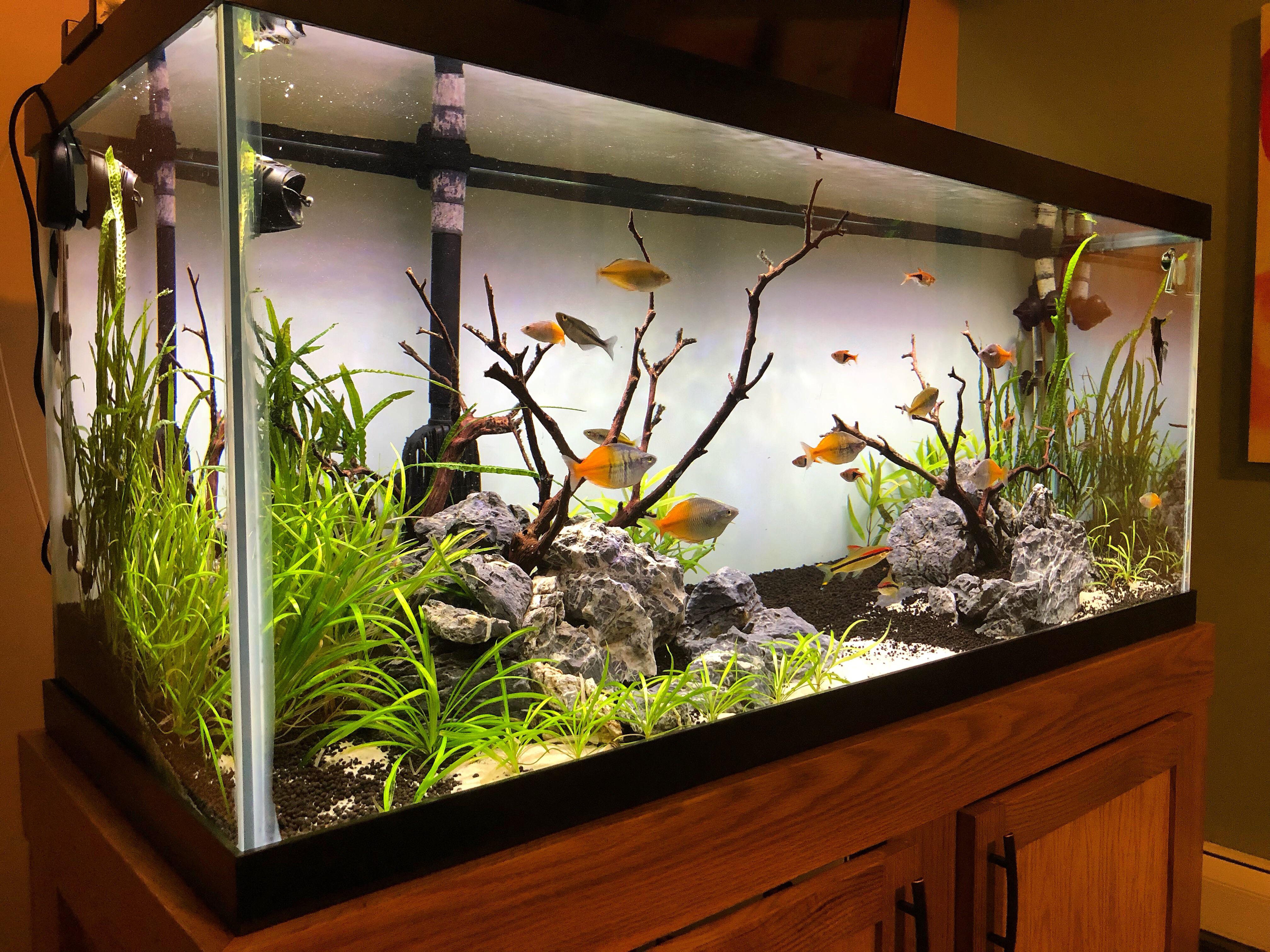 Best Water to Use for Fish Tank