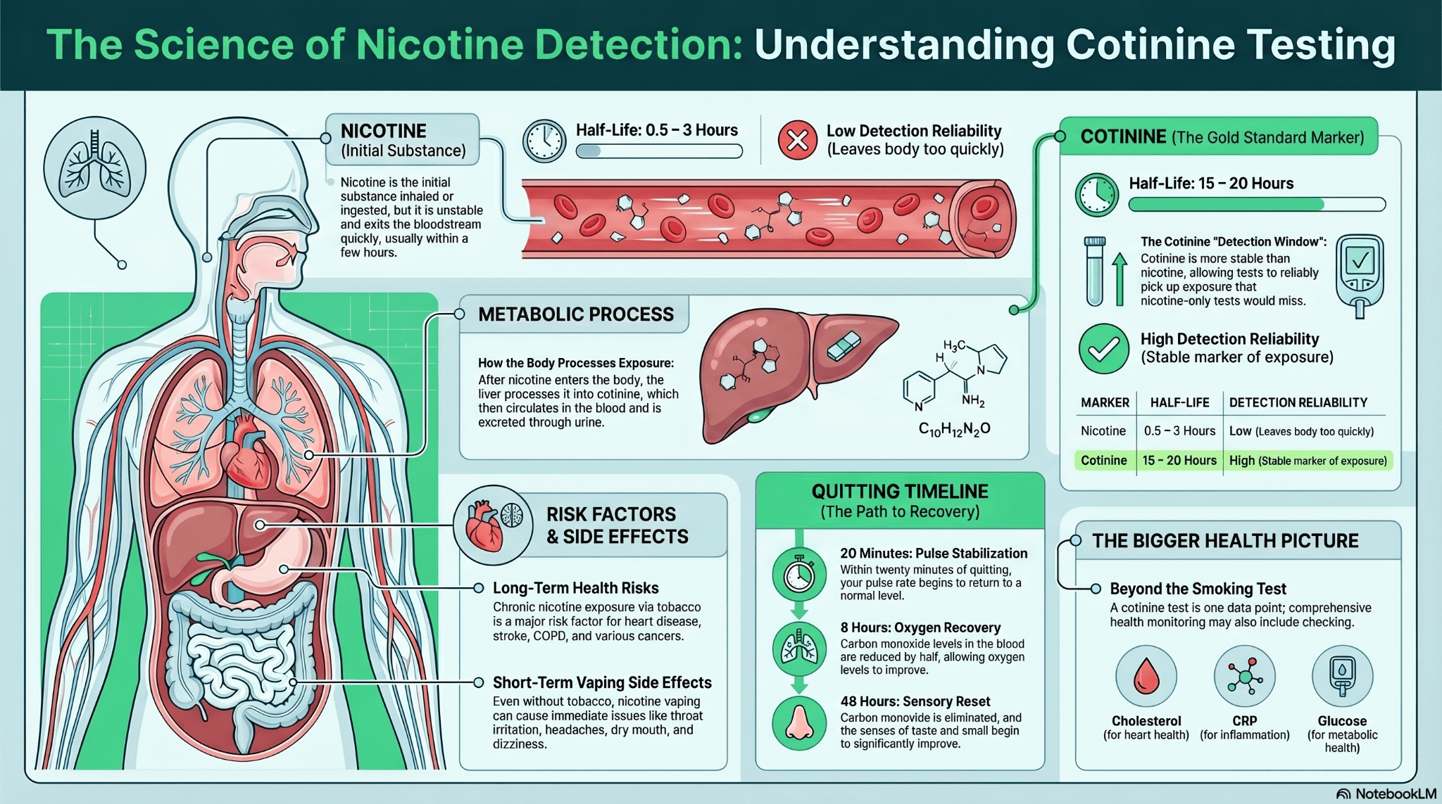 How Long Does Cotinine Stay in Bloodstream