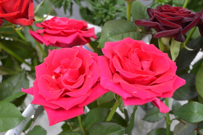 井上バラ園の開花ピークと直売所限定苗！現地で掴んだ最新攻略法