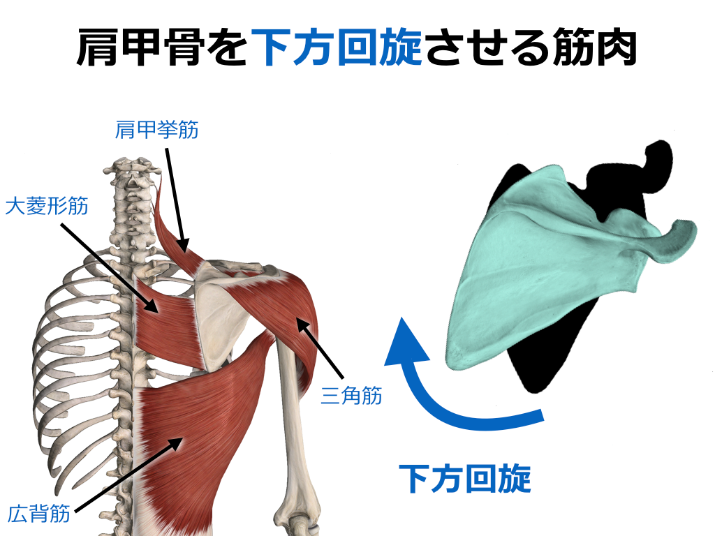 腕が上がらない元凶は肩甲骨下方回旋？頑固な肩こりを招く構造と改善策