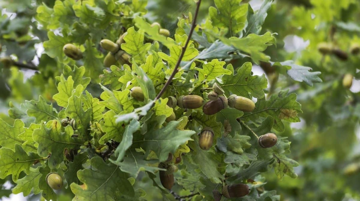 At What Age Do Oak Trees Stop Producing Acorns
