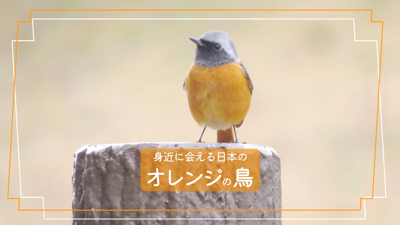 お腹がオレンジの鳥の正体は？庭や街で見かける野鳥の見分け方を徹底解説