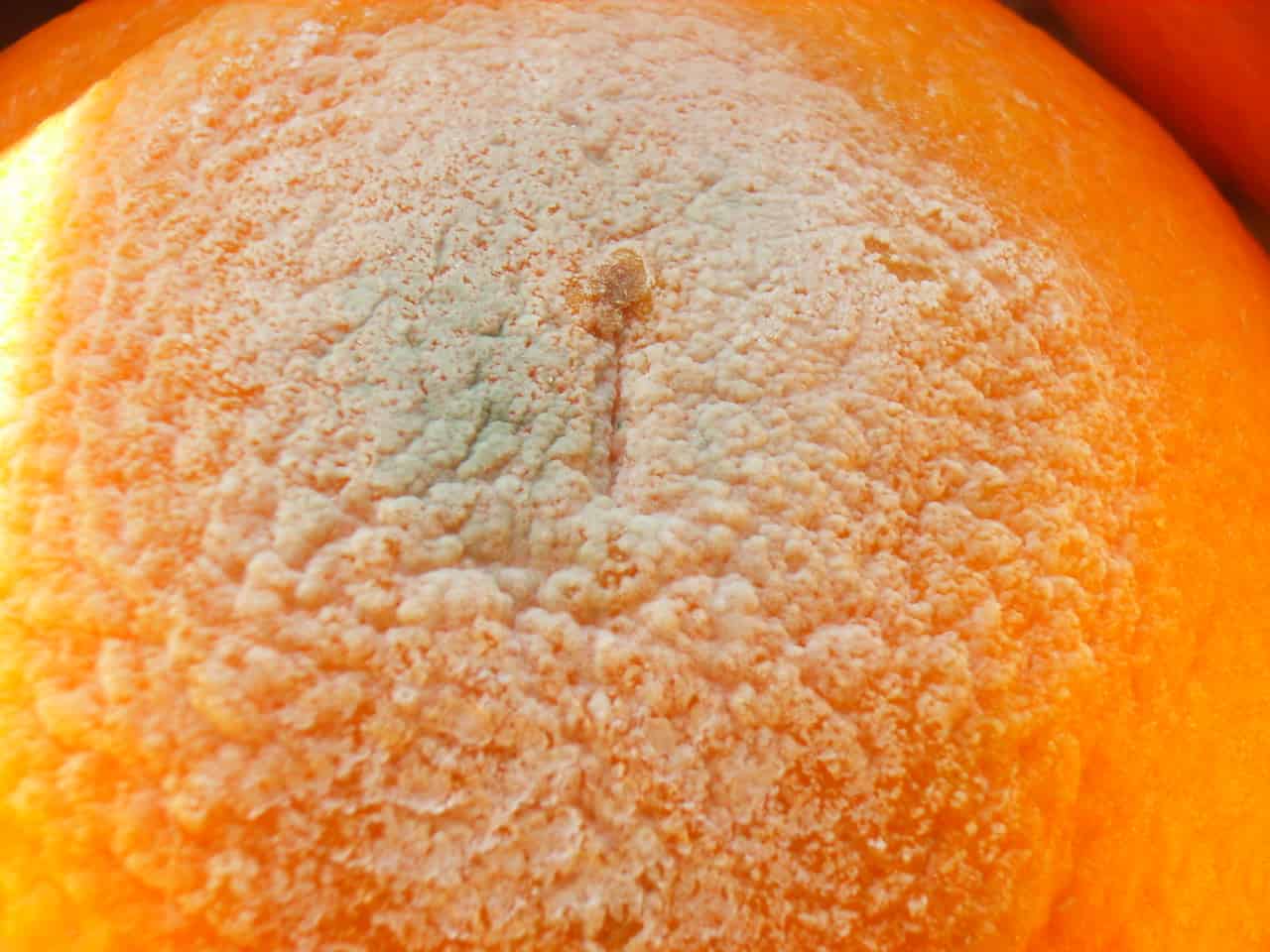 What Is the White Stuff on an Orange Called