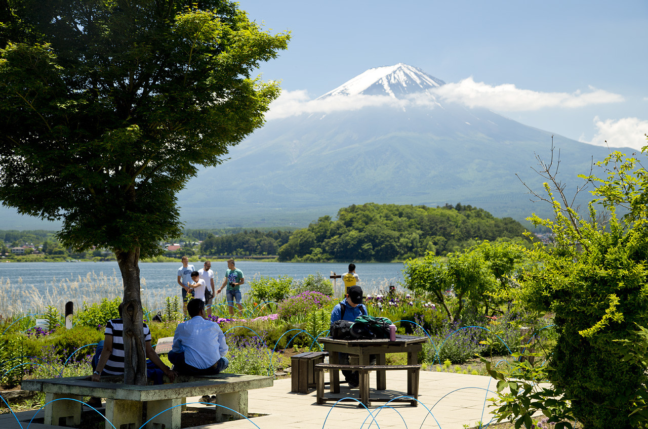 河口湖大石公園の絶景見頃と混雑回避術！コキア・富士山の撮影完全攻略