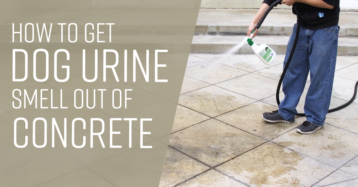 Dog Urine Smell on Concrete