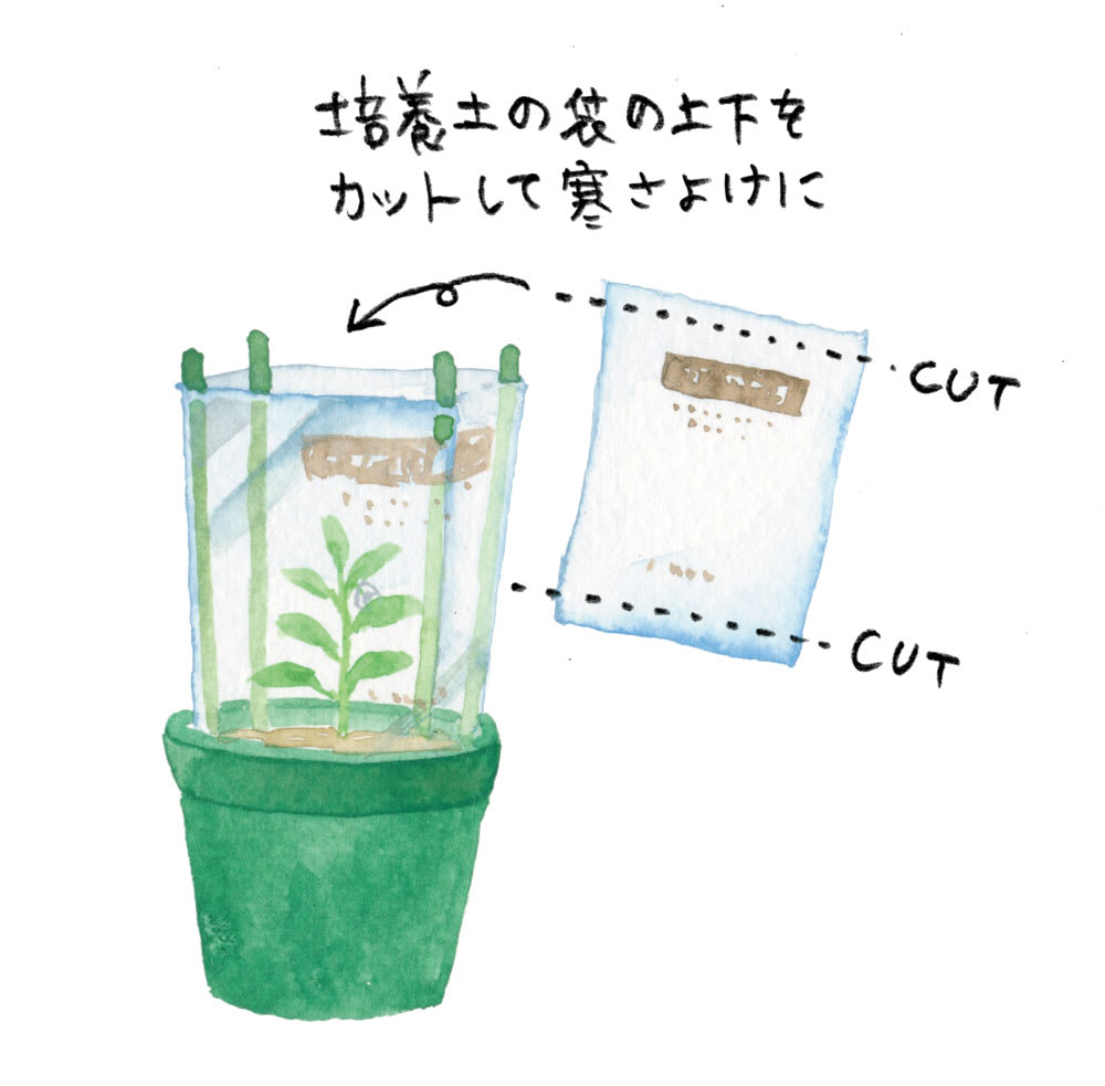 ピーマンの水やり毎日していませんか？枯れる原因と劇的収穫の黄金法則
