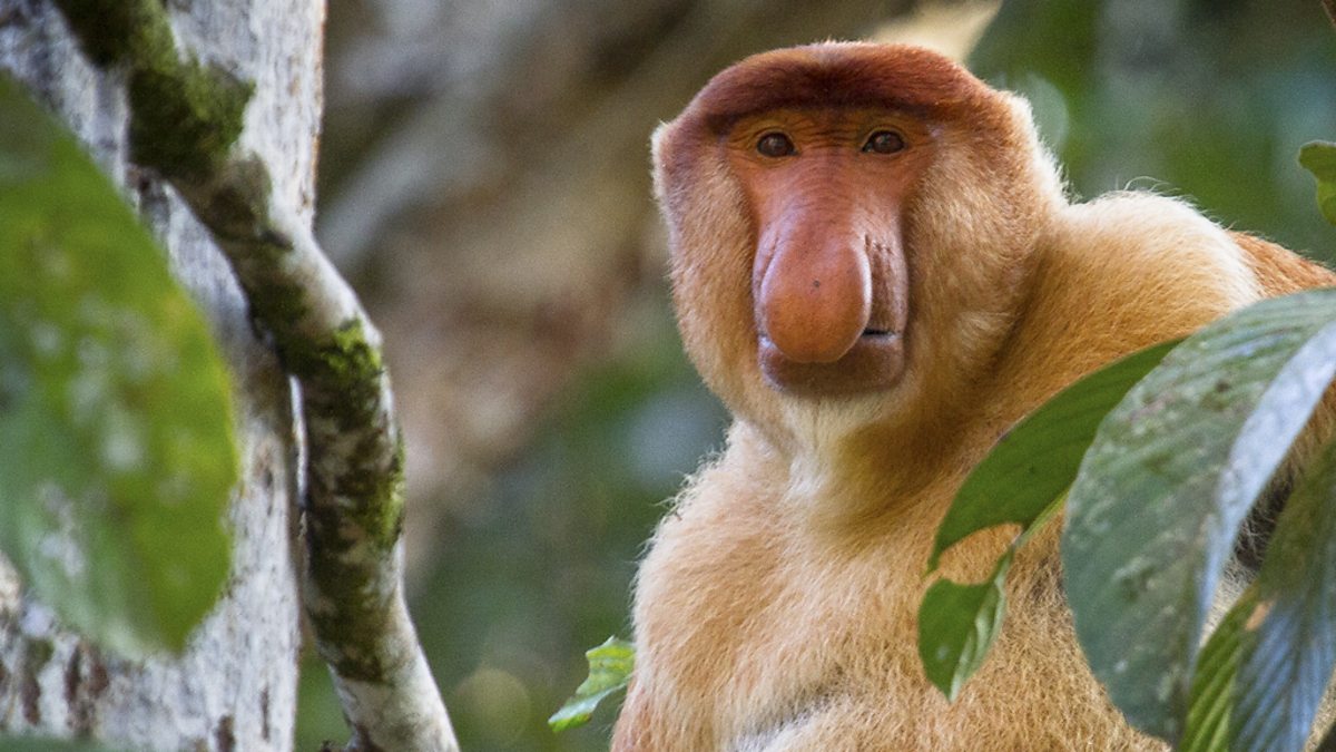 The Proboscis Monkey