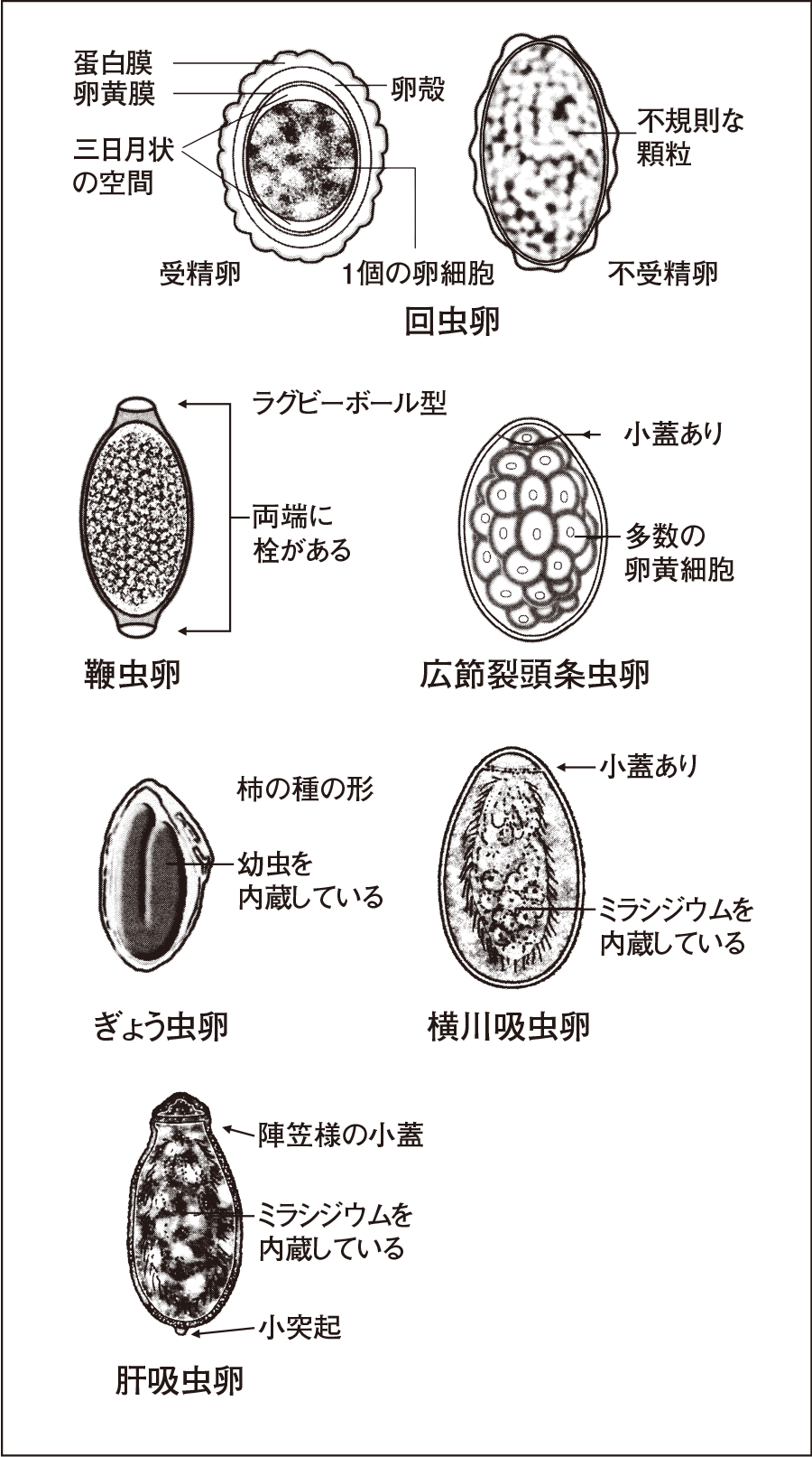 検便でわかることの真相｜便潜血陽性の病気と見逃せない大腸の危険信号