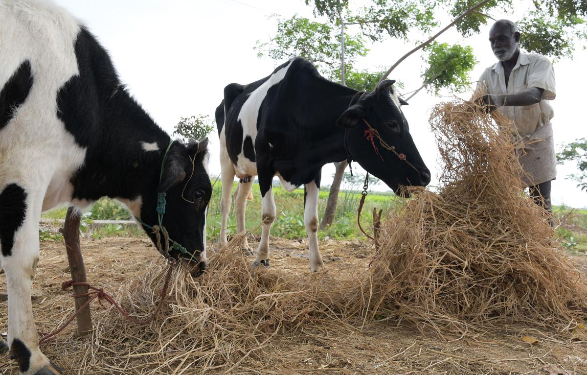 Can Cows Eat Straw