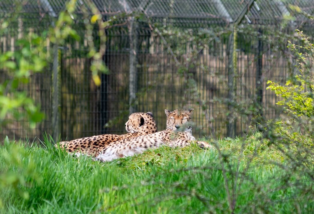 Edinburgh Zoo vs Chester Zoo