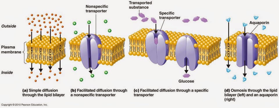 Plasma Membrane Transport Mechanism