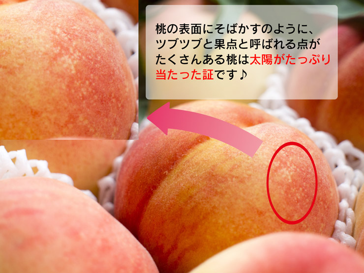 美味しい桃の見分け方！赤さは罠？プロ直伝の完熟サインと極甘の真相