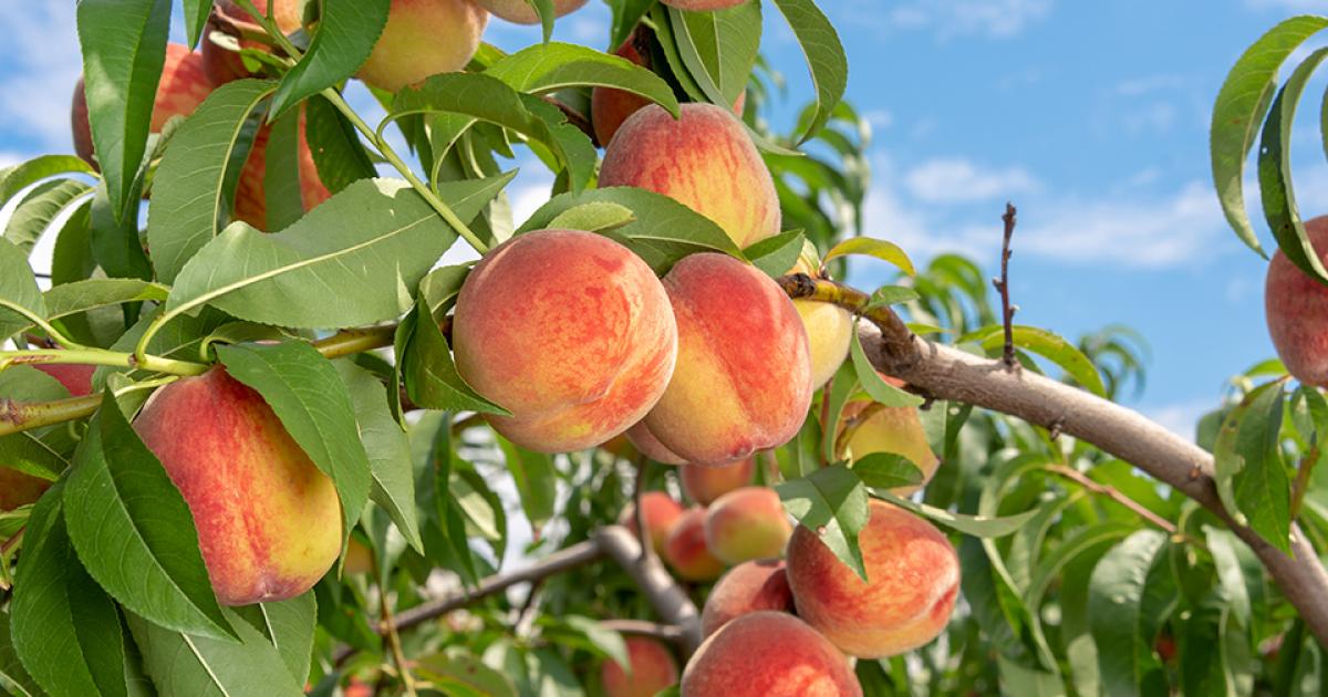 Peach in South Carolina