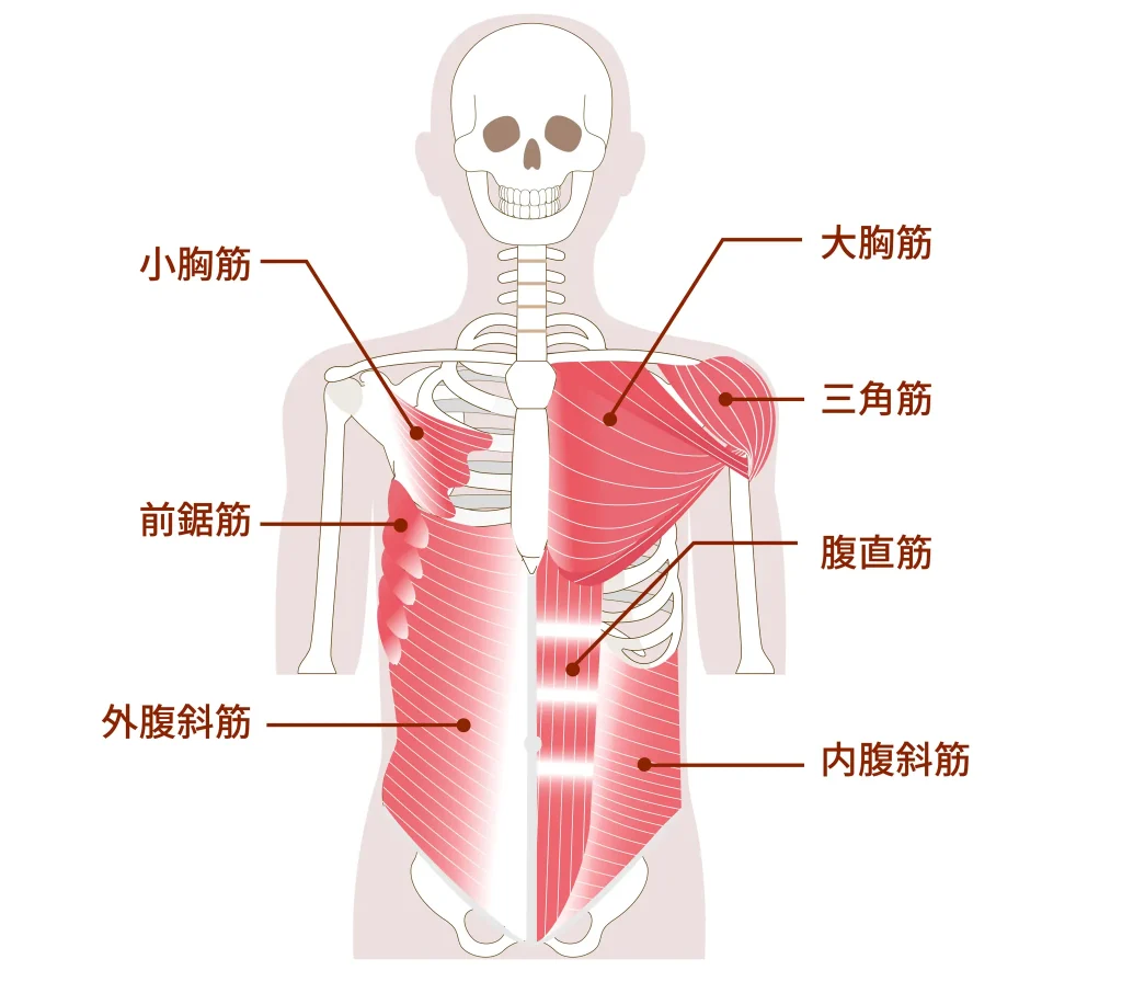 前鋸筋が肩こり・巻き肩の鍵！脇の下の筋肉をほぐす鍛え方徹底解説