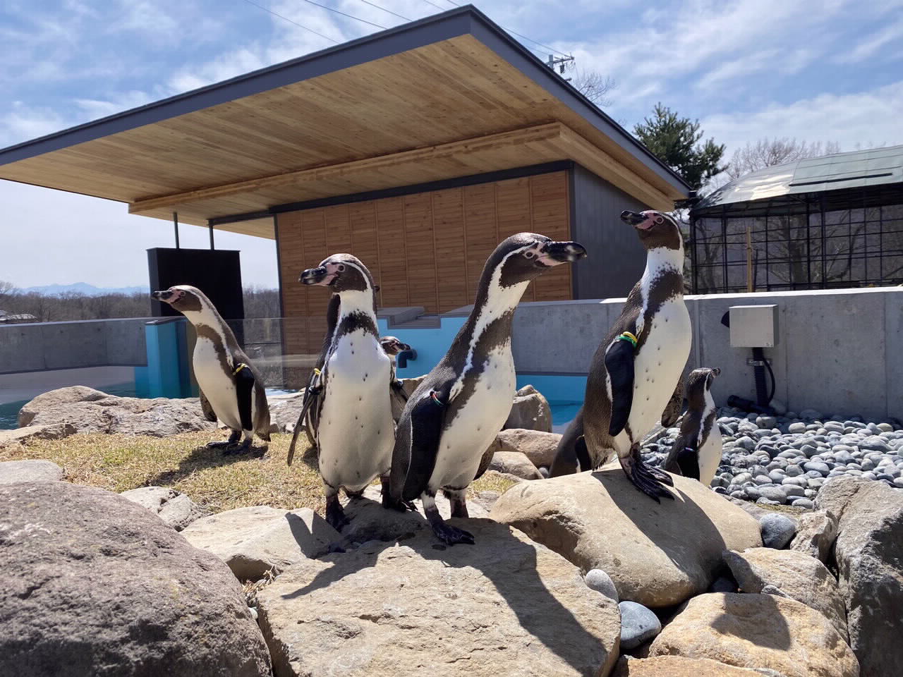 懐古園動物園100周年の全貌｜再整備の現在地と見どころ・料金解説