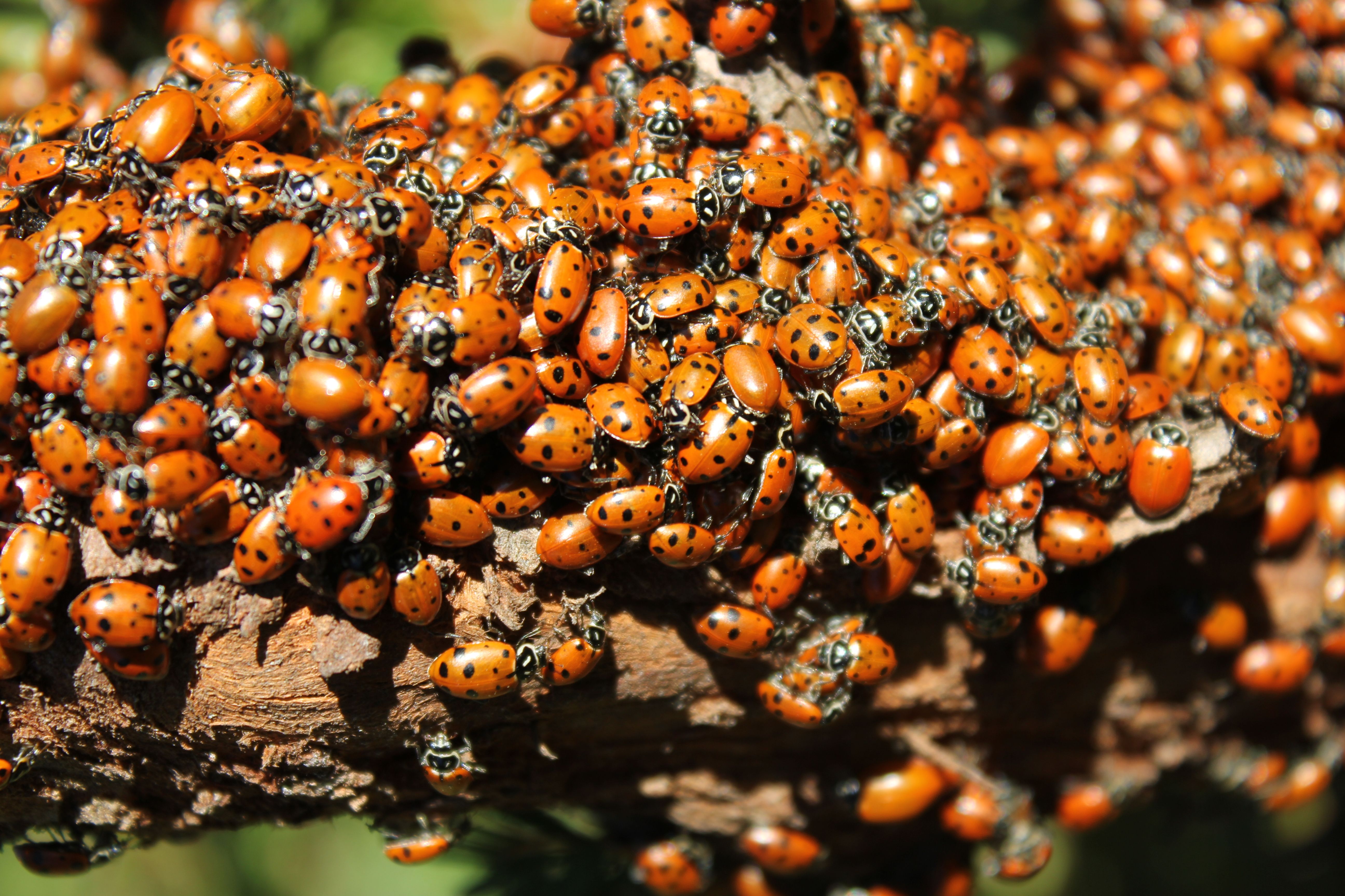 What Do You Call a Swarm of Ladybirds