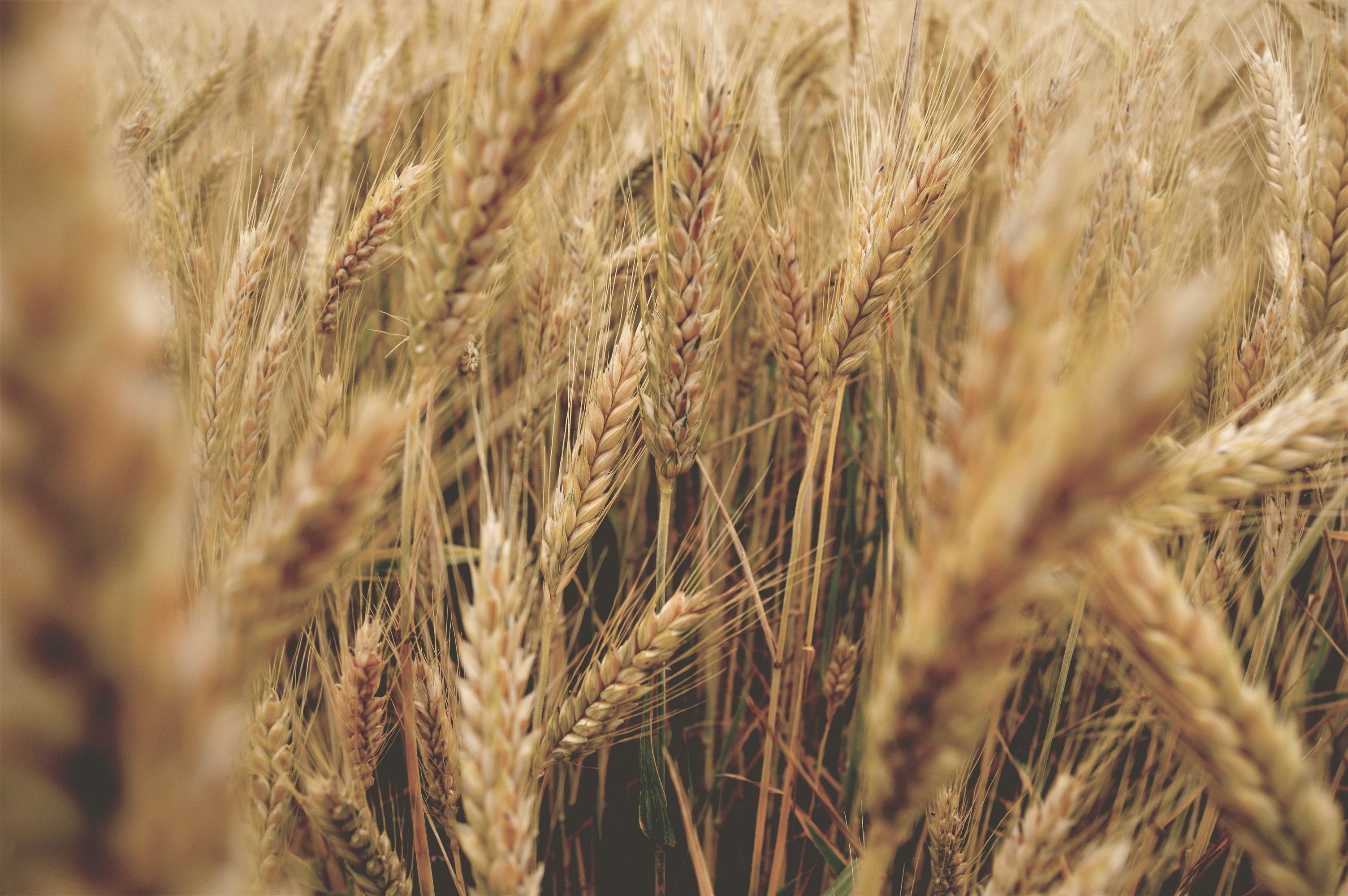 Is Hay a Grain